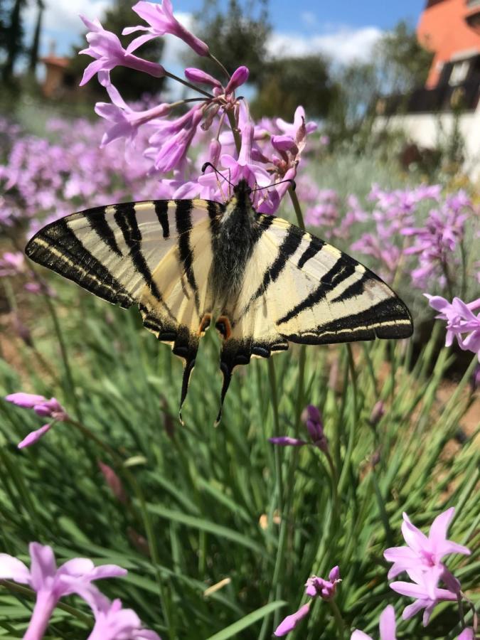 B&B Bee Frascati Extérieur photo
